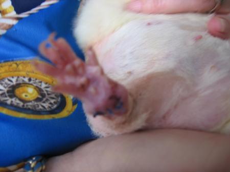 SHIKA  UNE CHANCE  !!!!!! .