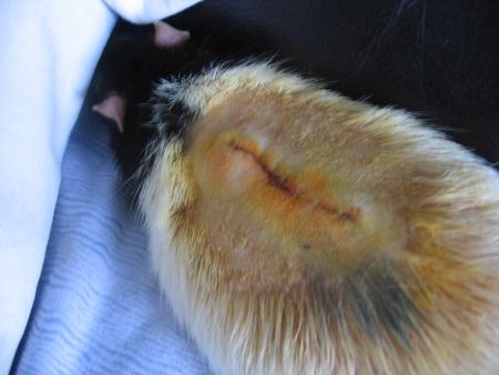 L OPERATION DE   LUCKY  .