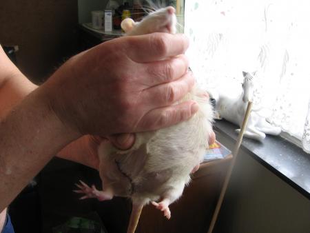 CATASTROPHE POUR  SUZY  .