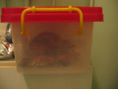 BIANCA ET LES  3 BEBES DE TCHIP  .