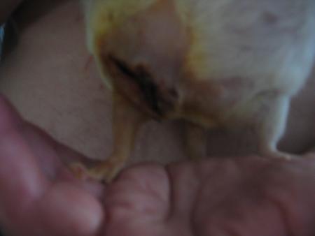 GROSSE FRAYEUR  POUR SUZY A  3 h 00  CE MATIN ? ( 01-06-2007 )   .