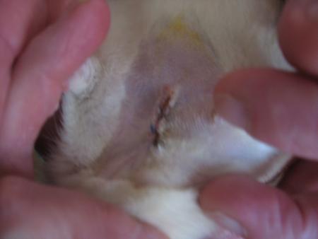 OPERATION DE LOULOU .