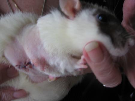 2 �me OPERATION DE  CINTHYA   .