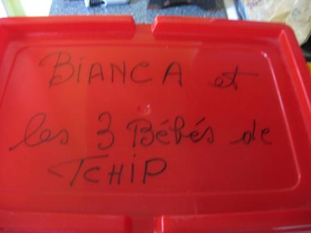 BIANCA   VA ALLER RETROUVER LES SIENS  !!  .