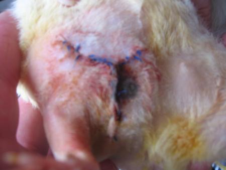 SUZY REMISE A NEUF  .