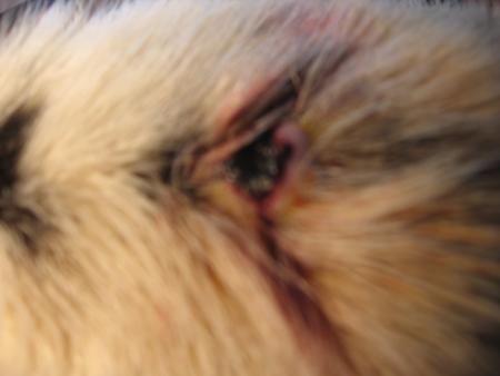    OPERATION DE  LUCKY  2 �me  PHOTO  DE  LA  TUMEUR .