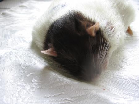 SHIKA   DANS SON DERNIER SOMMEIL  .