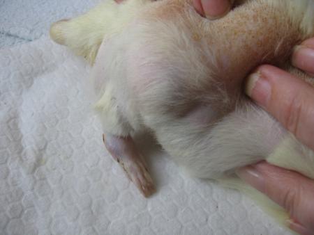 LE PIED DE  SHIKA LE CANCER  .