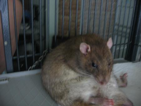 BENJI  A 3 ANS ET 2 MOIS TOUJOURS AUSSI PROPRE .