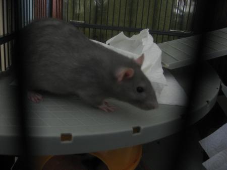 WOODY  NOTRE EPETITE  MORDEUSE  LOL  .