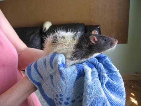 LE BAIN DES 10  M�LES   ( LUCKY ) .