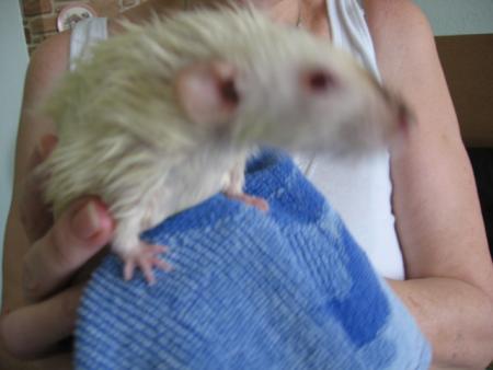 LE BAIN DES 6 AUTRES FEMELLES   (  RITA  )  .