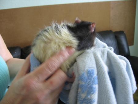 LE BAIN DES 7 NOUVEAU PETITS M�LES  (  TOMMY  )  .