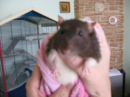 LE BAIN DES 10 AUTRES FEMELLES   (  NINA  )  .