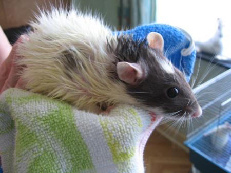 LE BAIN DES 10 FEMELLES   (  CINDY  )  .