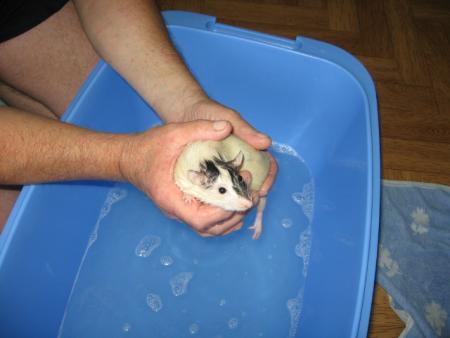 LE BAIN DES 10 FEMELLES   (  NADIA  )  .