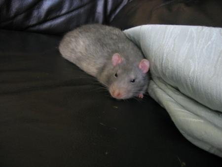 UN BON REPOS EN SECURITE .