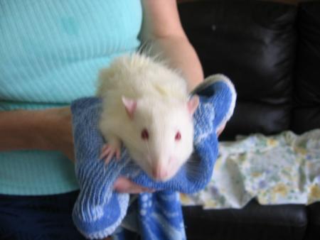 LE BAIN DES 7 NOUVEAUX M�LES  (  FIFI  )  .