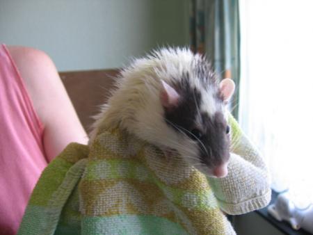 LE BAIN DES 10 FEMELLES   (  SOFIA  )  .