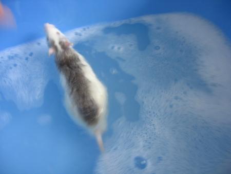 LE BAIN DES  7 NOUVEAUX M�LES   (  PRINCE  )  .