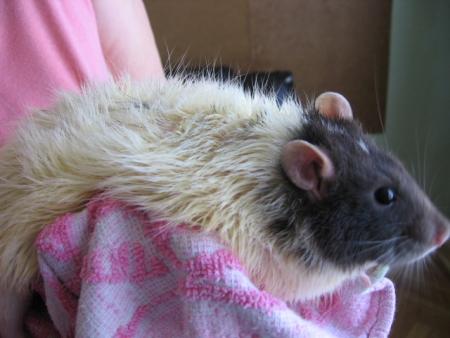 LE BAIN DES 10 M�LES  ( JIMMY )  .