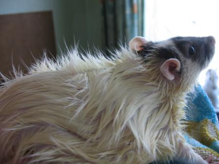 LE BAIN DES 10 FEMELLES   (  LUNA  )  .