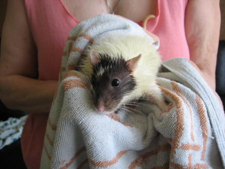 LE BAIN DES 10 FEMELLES   (  TCHIP  )  .