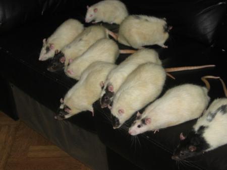 LA F�TE NATIONAL  .