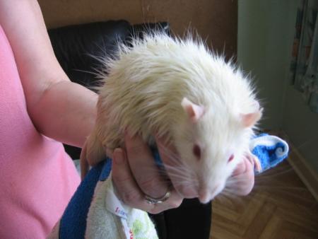 LE BAIN DES 10 M�LES  ( MILOU ) .