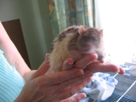 LE BAIN DES 7 NOUVEAUX M�LES  (  BEBE  )  .