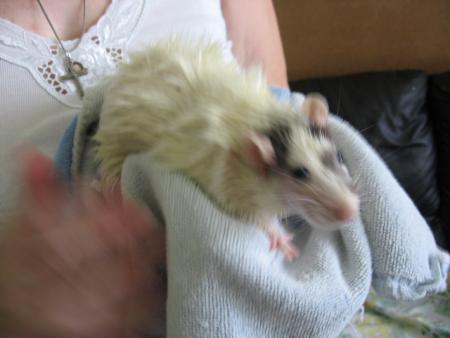 LE BAIN DES 6 AUTRES FEMELLES  (  SARAH  )  .