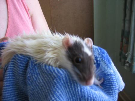 LE BAIN DES 10 FEMELLES  (  NORA  )  .