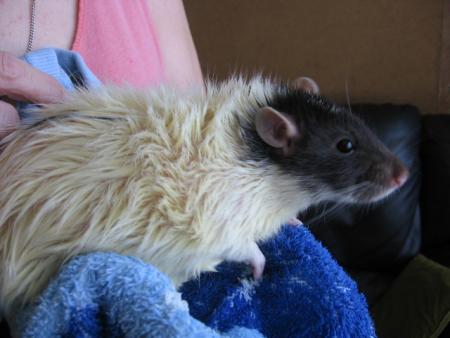 LE BAIN DES 10 M�LES   (  SAM  ) .