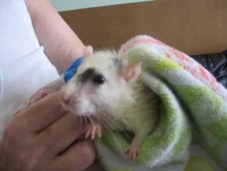 LE BAIN DES 6 AUTRES FEMELLES  (  LOULOUTE  )