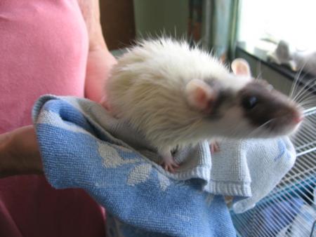 LE BAIN DES 10 FEMELLES  (  CARA  )  .