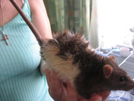 LE BAIN DES 7 NOUVEAUX M�LES   (  DUC  )  .