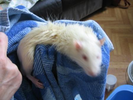 LE BAIN DES 7 NOUVEAUX M�LES  (  RIRI  )  .