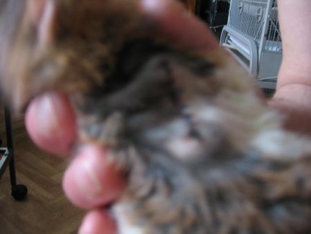 PHOTOS DE L OPERATION DE   BEBE  .