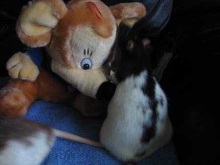  JUMPY ET LES  PELUCHES  .