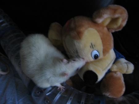 FIFI  AIME  LA  PELUCHE  .