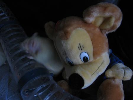 FIFI  LE TUBE  ET LE GROS RAT PELUCHE .
