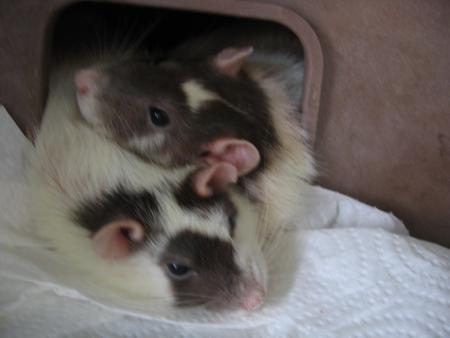  CYNTHIA ET CINDY ELLES  SONT  BIEN  .