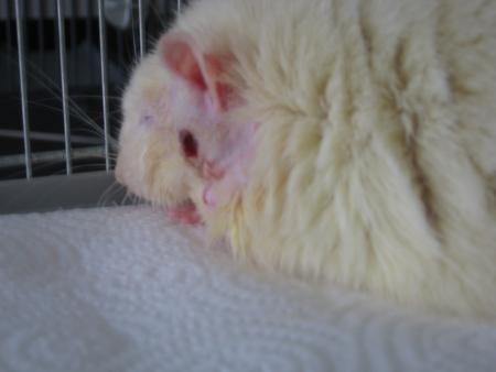 FIFI IL FAUT MALHEUREUSEMENT L OPERATION .