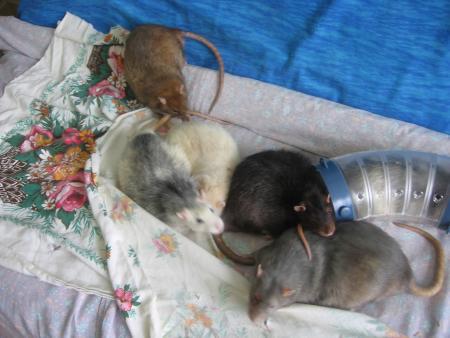 NOS BON RATOUS !! LES PLUS ANCIENS EN BONNE FORME