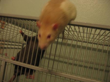 TUBIZE A COMPRIS ET SE SAUVE LOL .