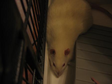 KIWI  SE PLANQUE !!!!!!!!