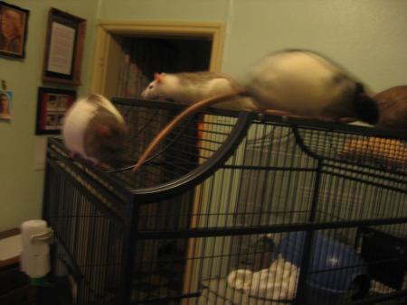 LES FIFILLES EN BALADE SUR LEUR MAISON   LOL   .