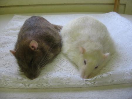 DEUX ANGES NOUS ONT QUITTES  BENJI ET KIM