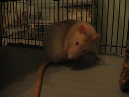 TUBIZE SE NETTOIE LES PIEDS  .