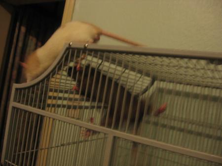 TUBIZE EST SUR LA MAISON DE CHOCOLAT  .